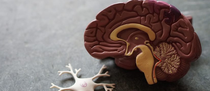 Muscle-building protein shakes may threaten health